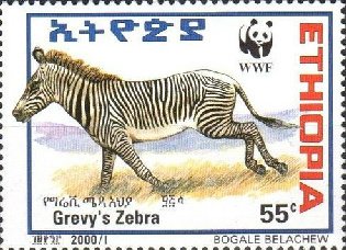 Grevy’s zebra