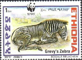 Grevy’s zebra