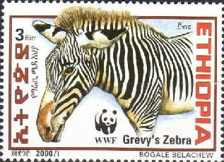 Grevy’s zebra
