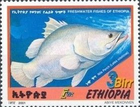 Nile perch