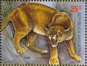 Puma (Felis concolor)