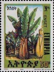 Enset plant
