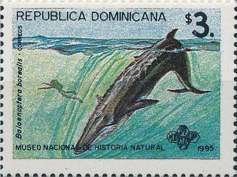 Sei Whale (Balaenoptera borealis)