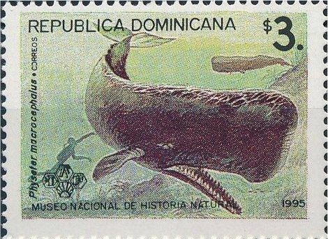 Sperm Whale (Physeter macrocephalus)