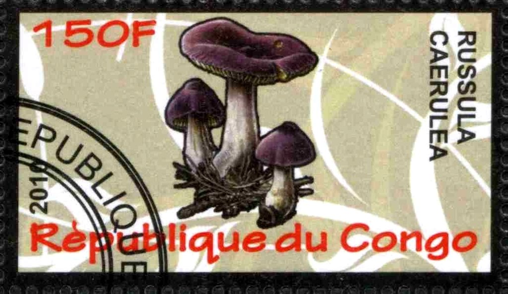 Russula caerulea