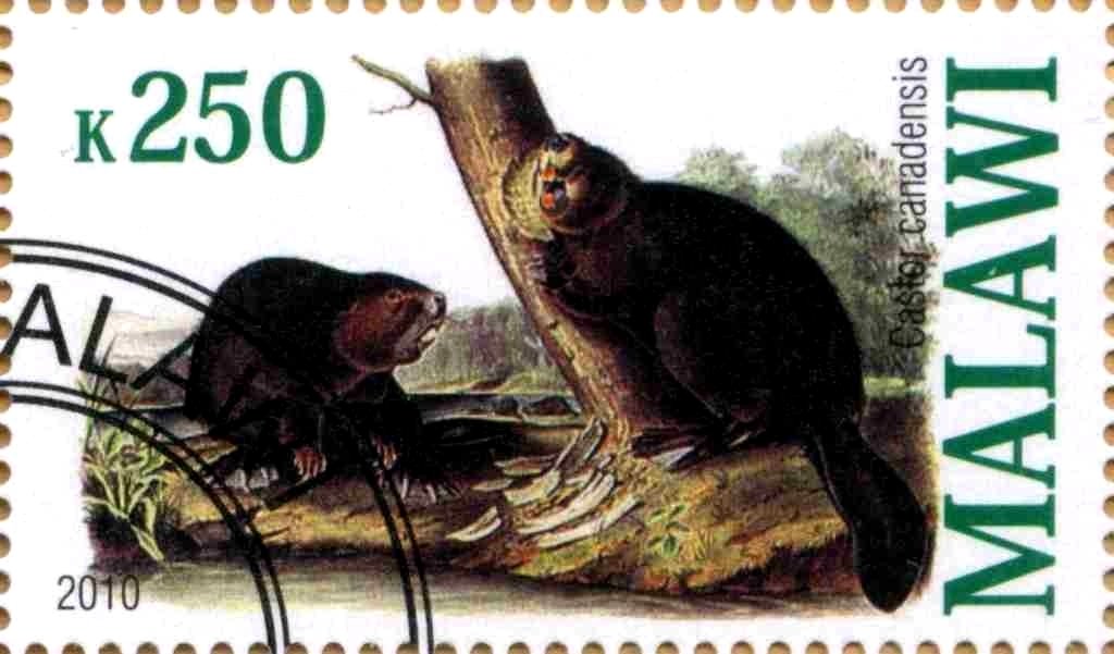 Castor canadensis