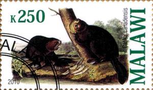 Stamp, Castor canadensis, Cinderellas,  
