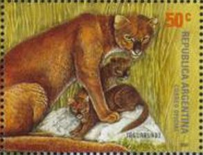 Jaguarundi (Herpailurus yagouaroundi)