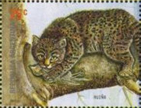 Jaguar (Panthera onca)