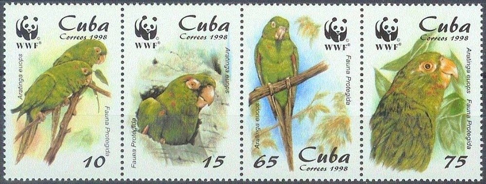 Cuban Parakeet (Arantinga euops)