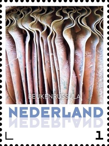 Beukenrussula