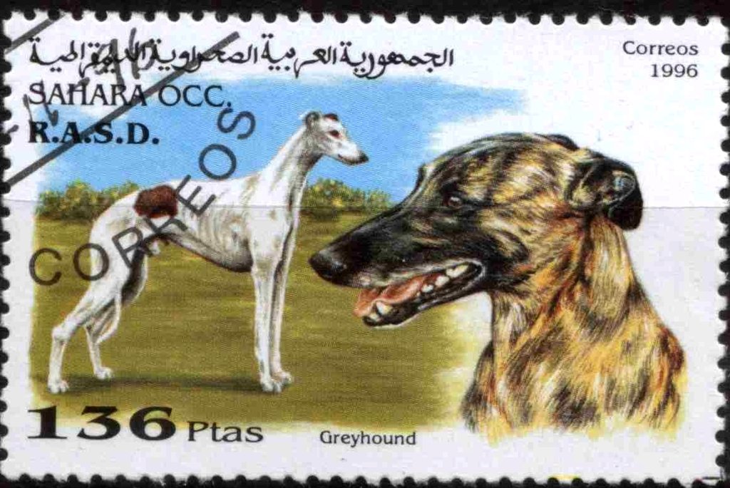 Greyhound