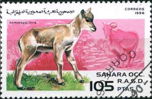 Stamp, Barbary Sheep (Ammotragus lervia), Cinderellas,  , Animals (Fauna), Sheep