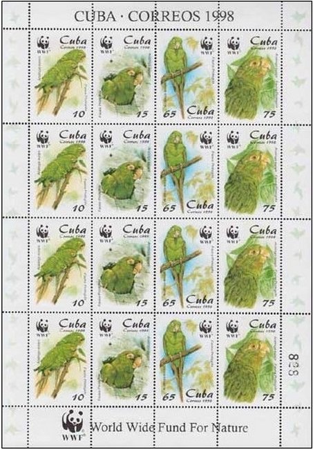 Cuban Parakeet (Arantinga euops)
