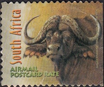 African Buffalo (Syncerus caffer)