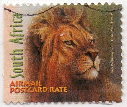 Lion (Panthera leo)