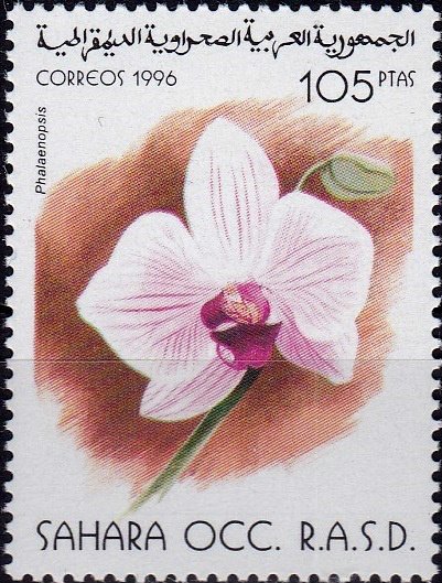 Phalaenopsis