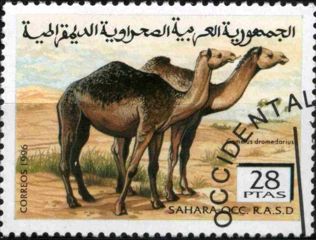 Dromedary (Camelus dromedarius)