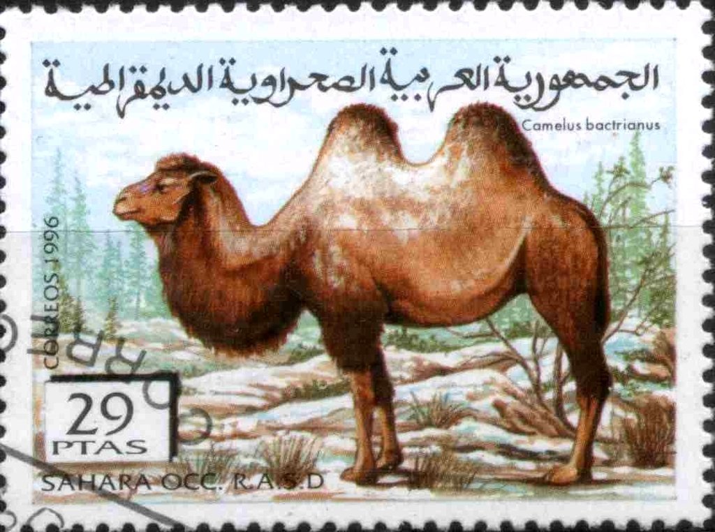 Camelus bactrianus