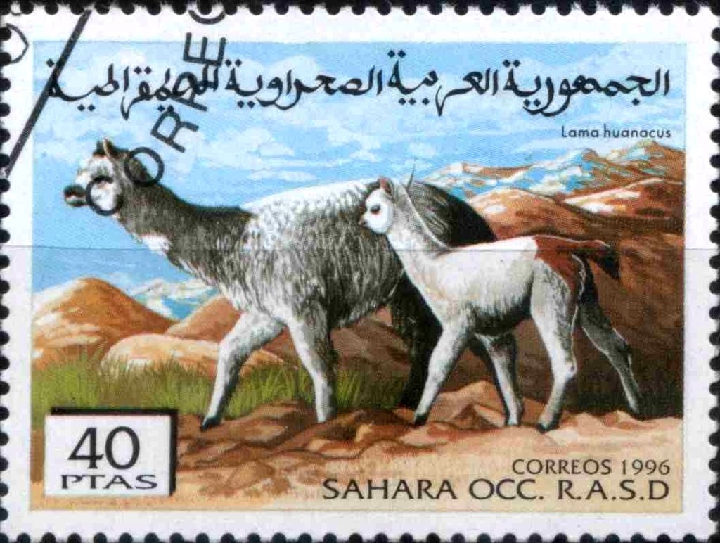 Lama huanacus