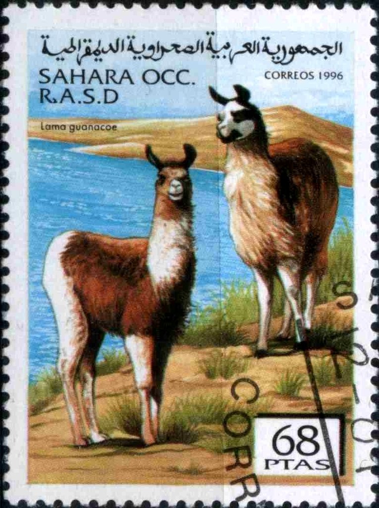 Lama guanacoe