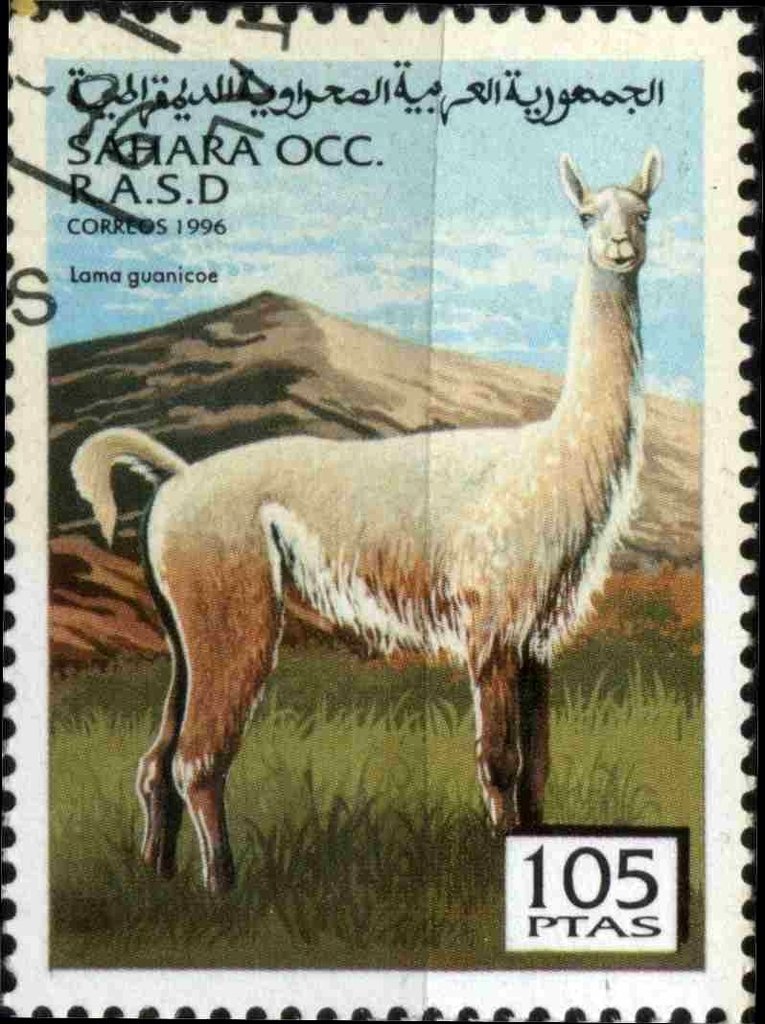 Lama guanacoe