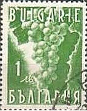 Grapes (Vitis vinifera)