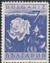 Damask Rose (Rosa damascena)