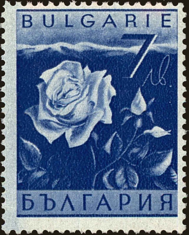 Damask Rose (Rosa damascena)