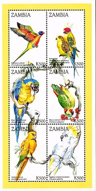 Parrots