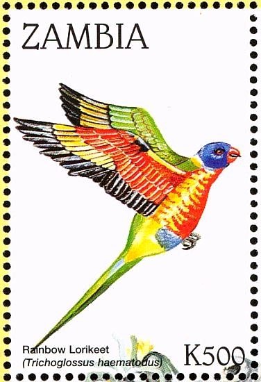 Rainbow Lorikeet - Trichoglossus moluccanus