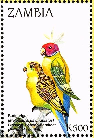 Budgerigar - Melopsittacus undulatus/Blossom-headed Parakee…