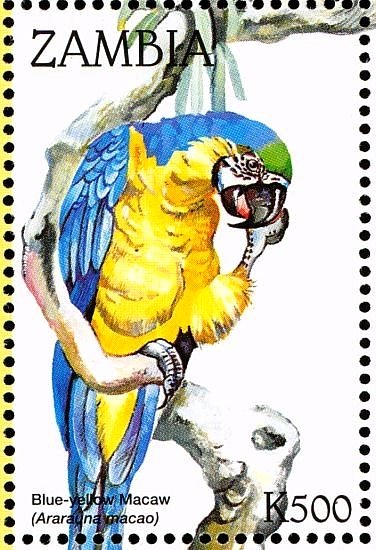 Blue-and-yellow Macaw - Ara ararauna