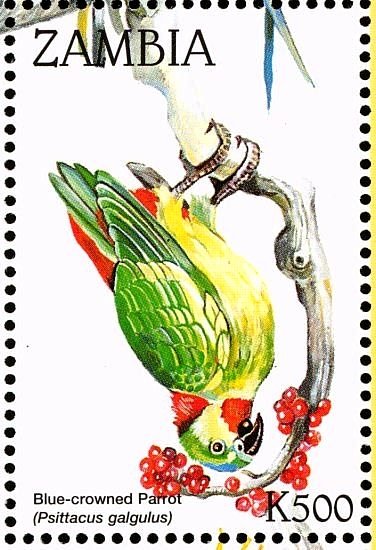 Blue-crowned Hanging Parrot - Loriculus galgulus