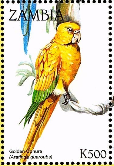 Golden Parakeet - Guaruba guarouba
