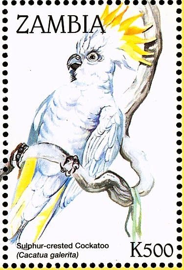 Sulphur-crested Cockatoo - Cacatua galerita