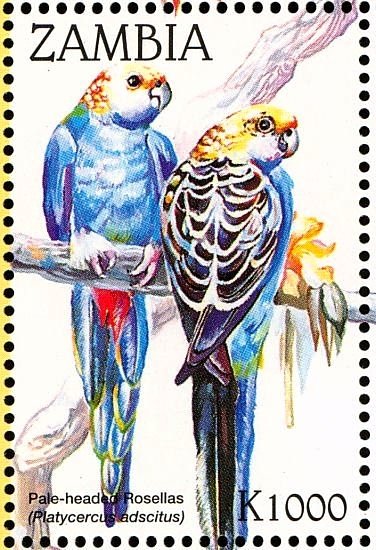Pale-headed Rosella - Platycercus adscitus
