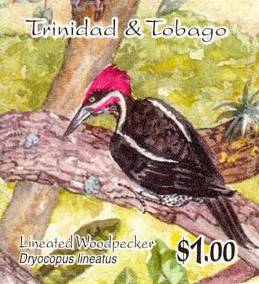 Lineated Woodpecker (Dryocopus lineatus)