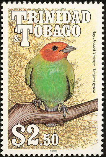 Bay-headed Tanager (Tangara gyrola)