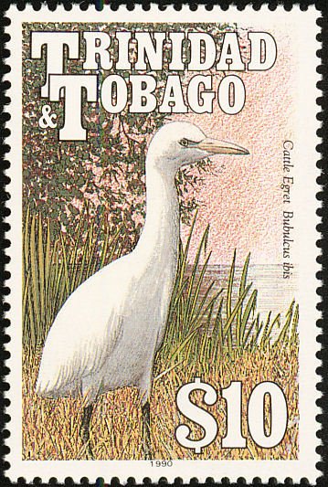 Cattle Egret (Bubulcus ibis)
