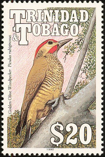 Golden-olive Woodpecker (Colaptes rubiginosus)