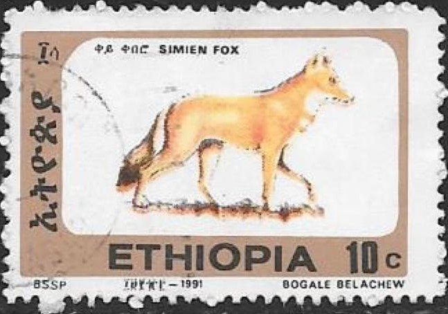 Ethiopian Wolf (Canis simensis)