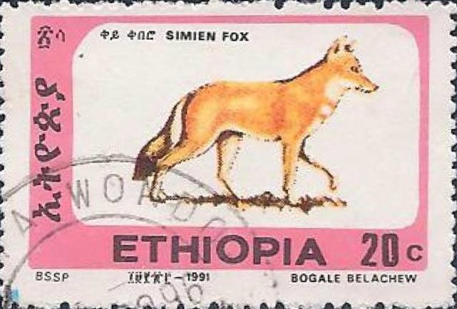 Ethiopian Wolf (Canis simensis)