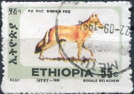 Ethiopian Wolf (Canis simensis)