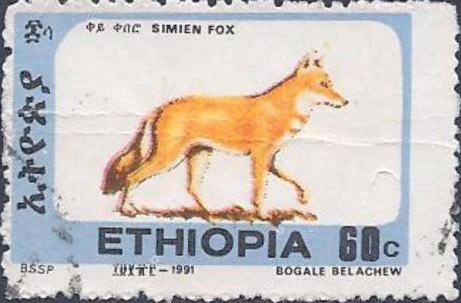 Ethiopian Wolf (Canis simensis)