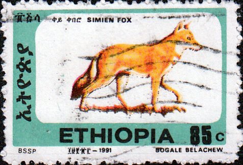 Ethiopian Wolf (Canis simensis)