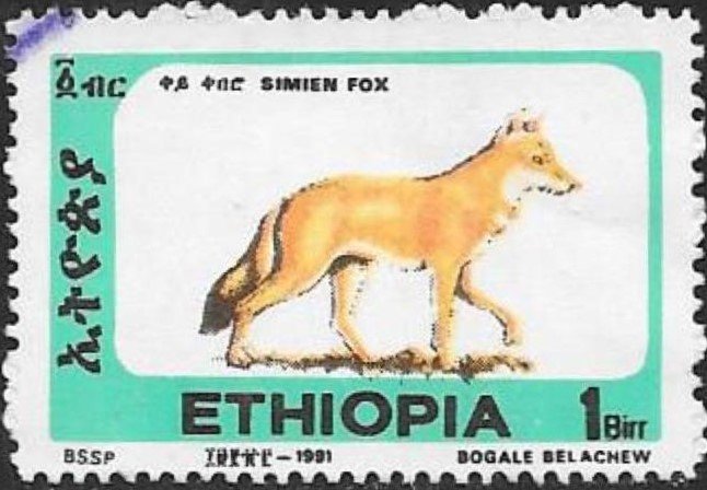 Ethiopian Wolf (Canis simensis)