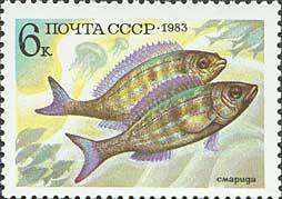 Stamp, Pickerel (Spicara sp.), Soviet Union, USSR,  , Fishes