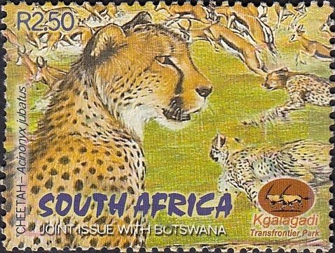 Cheetah (Acinonyx jubatus)