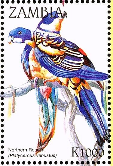 Northern Rosella - Platycercus venustus
